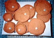 �q�����̗q�̒�