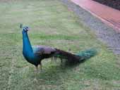 �N���b�N����Ƒ傫���Ȃ�܂�