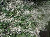 �N���b�N����Ƒ傫���Ȃ�܂�