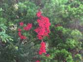 �N���b�N����Ƒ傫���Ȃ�܂�